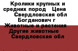 Кролики крупных и средних пород › Цена ­ 500 - Свердловская обл., Богданович г. Животные и растения » Другие животные   . Свердловская обл.